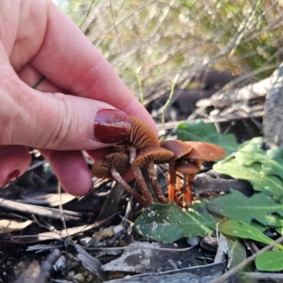 Unidentified Cap on a stem; gills below cap [mushrooms or mushroom-like] at Captains Flat, NSW - 13 May 2024 by Csteele4