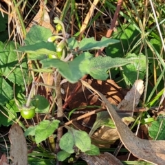 Solanum nigrum (Black Nightshade) at Mount Mugga Mugga - 13 May 2024 by Mike