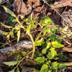 Solanum lycopersicum (Tomato) at Mount Mugga Mugga - 13 May 2024 by Mike