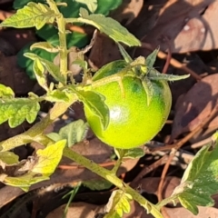 Solanum lycopersicum at Mount Mugga Mugga - 13 May 2024