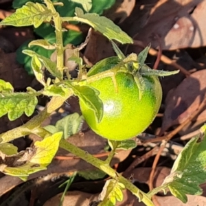 Solanum lycopersicum at Mount Mugga Mugga - 13 May 2024