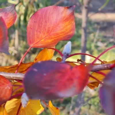 Pyrus calleryana (Callery Pear) at Mount Mugga Mugga - 13 May 2024 by Mike