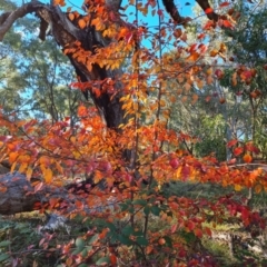 Pyrus calleryana at Mount Mugga Mugga - 13 May 2024