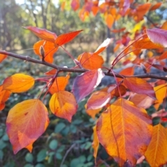 Pyrus calleryana at Mount Mugga Mugga - 13 May 2024