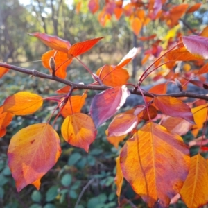 Pyrus calleryana at Mount Mugga Mugga - 13 May 2024