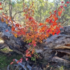 Pyrus calleryana (Callery Pear) at Mount Mugga Mugga - 13 May 2024 by Mike