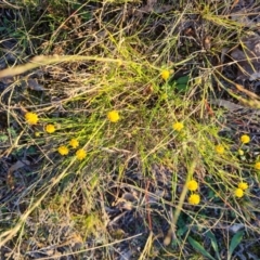 Calotis lappulacea (Yellow Burr Daisy) at Mount Mugga Mugga - 13 May 2024 by Mike