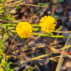 Calotis lappulacea at Mount Mugga Mugga - 13 May 2024