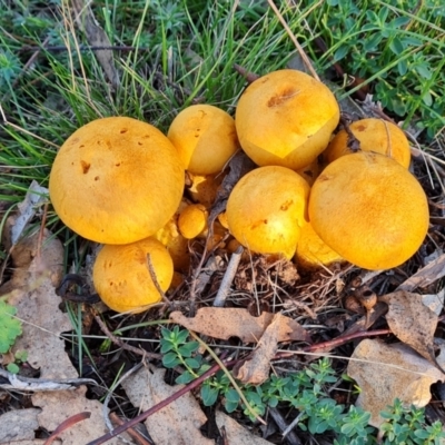 Unidentified Cap on a stem; gills below cap [mushrooms or mushroom-like] at Mount Mugga Mugga - 13 May 2024 by Mike