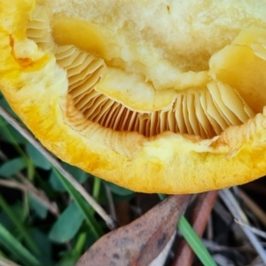 Gymnopilus junonius at Mount Mugga Mugga - 13 May 2024