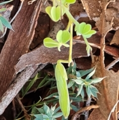 Oxalis perennans (Grassland Wood Sorrel) at Mount Mugga Mugga - 13 May 2024 by Mike