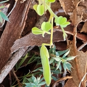 Oxalis perennans at Mount Mugga Mugga - 13 May 2024