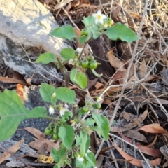 Solanum nigrum (Black Nightshade) at Mount Mugga Mugga - 13 May 2024 by Mike