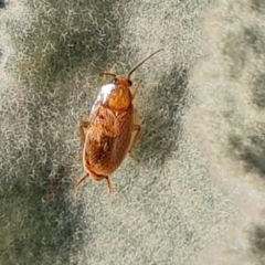 Unidentified Cockroach (Blattodea, several families) at Mount Mugga Mugga - 13 May 2024 by Mike