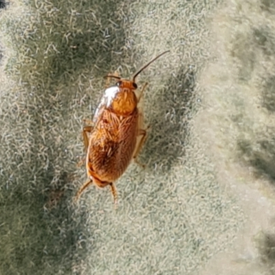 Unidentified Cockroach (Blattodea, several families) at Mount Mugga Mugga - 13 May 2024 by Mike