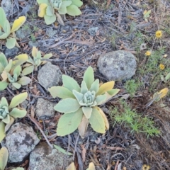 Verbascum thapsus subsp. thapsus (Great Mullein, Aaron's Rod) at Mount Mugga Mugga - 13 May 2024 by Mike