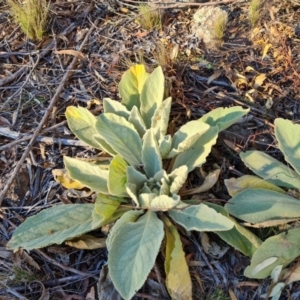 Verbascum thapsus subsp. thapsus at Mount Mugga Mugga - 13 May 2024 04:03 PM