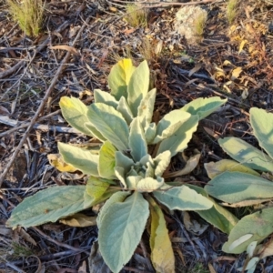 Verbascum thapsus subsp. thapsus at Mount Mugga Mugga - 13 May 2024