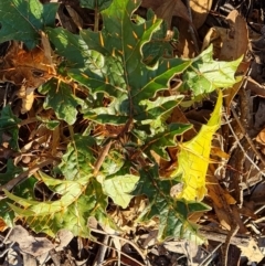 Solanum cinereum (Narrawa Burr) at O'Malley, ACT - 13 May 2024 by Mike