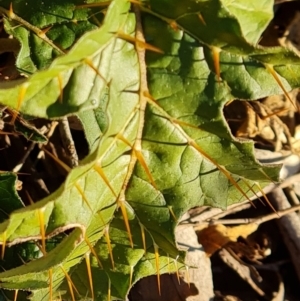 Solanum cinereum at Mount Mugga Mugga - 13 May 2024