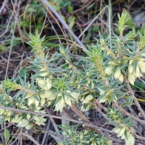 Melichrus urceolatus at Mount Mugga Mugga - 13 May 2024