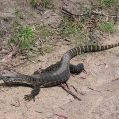 Varanus rosenbergi (Heath or Rosenberg's Monitor) at Namadgi National Park - 21 Nov 2010 by Pirom