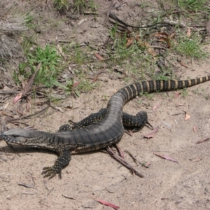 Varanus rosenbergi at Namadgi National Park - 21 Nov 2010