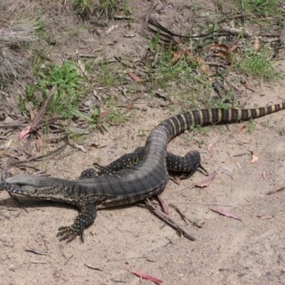 Varanus rosenbergi (Heath or Rosenberg's Monitor) at Mount Clear, ACT - 21 Nov 2010 by Pirom