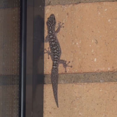 Christinus marmoratus (Southern Marbled Gecko) at Higgins, ACT - 9 May 2024 by AlisonMilton