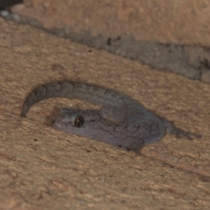 Christinus marmoratus at Higgins, ACT - 9 May 2024