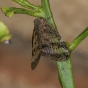 Scolypopa australis at Higgins, ACT - 8 May 2024