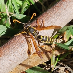 Polistes (Polistes) chinensis (Asian paper wasp) at Fyshwick, ACT - 13 May 2024 by MatthewFrawley
