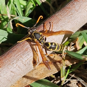 Polistes (Polistes) chinensis (Asian paper wasp) at Jerrabomberra Wetlands by MatthewFrawley