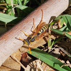 Polistes (Polistes) chinensis at Jerrabomberra Wetlands - 13 May 2024