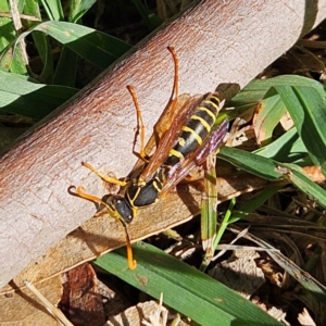 Polistes (Polistes) chinensis at Jerrabomberra Wetlands - 13 May 2024