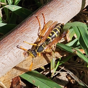 Polistes (Polistes) chinensis at Jerrabomberra Wetlands - 13 May 2024