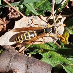 Polistes (Polistes) chinensis at Jerrabomberra Wetlands - 13 May 2024 10:55 AM