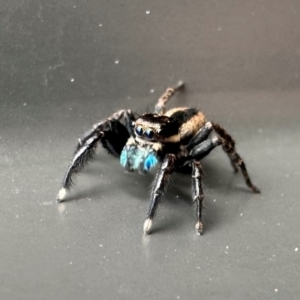 Jotus auripes (Jumping spider) at Campbell, ACT by Pirom