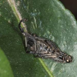 Boreoides subulatus at Higgins, ACT - 8 May 2024