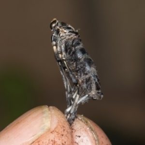 Boreoides subulatus at Higgins, ACT - 8 May 2024