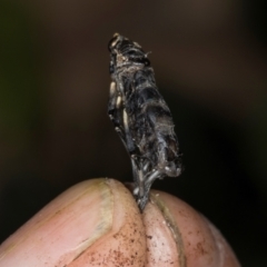 Boreoides subulatus at Higgins, ACT - 8 May 2024