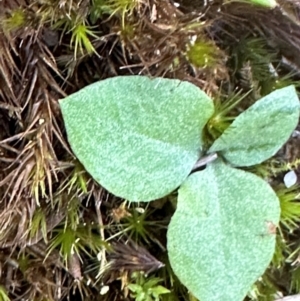 Speculantha rubescens at suppressed by lbradleyKV