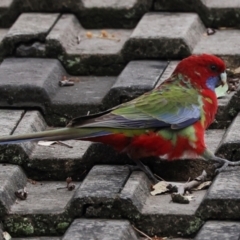 Platycercus elegans (Crimson Rosella) at Higgins, ACT - 9 May 2024 by AlisonMilton