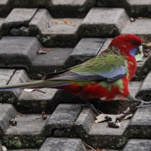 Platycercus elegans at Higgins, ACT - 9 May 2024