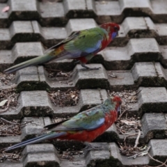 Platycercus elegans at Higgins, ACT - 9 May 2024