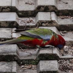 Platycercus elegans at Higgins, ACT - 9 May 2024