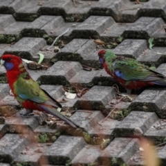 Platycercus elegans at Higgins, ACT - 9 May 2024 08:49 AM