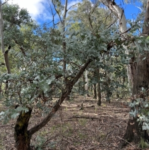 Eucalyptus globulus subsp. bicostata at suppressed by lbradleyKV