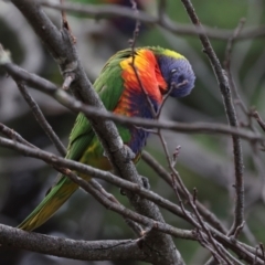 Trichoglossus moluccanus (Rainbow Lorikeet) at Higgins, ACT - 9 May 2024 by AlisonMilton