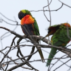 Trichoglossus moluccanus at Higgins, ACT - 9 May 2024